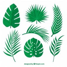 棕榈树的绿叶
