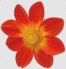 红色东洋菊照片免抠png透明图层素材