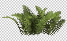 蕨类灌木丛免抠png透明图层素材