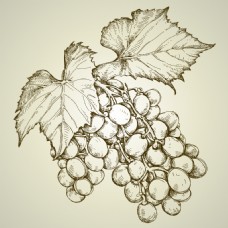 SPA插图手绘葡萄红酒葡萄酒宣传插画矢量图