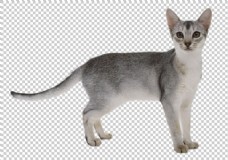 爱上可爱小猫图片免抠png透明图层素材