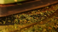 茶叶生产轧制