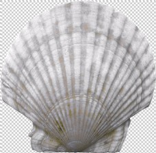 白色漂亮贝壳免抠png透明图层素材