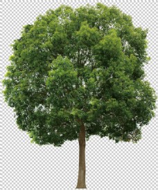透明素材绿色大树免抠png透明图层素材