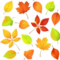 秋天美丽的树叶插画