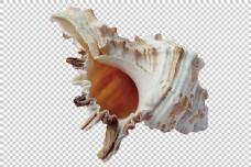 奇怪的海螺图片免抠png透明图层素材