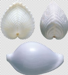 三个白色贝壳免抠png透明图层素材