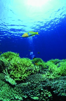 世界观海底观赏图片海洋生物世界