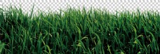 嫩绿色草地免抠png透明图层素材