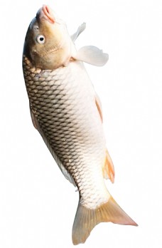 食品水产品生鱼食物营养鲫鱼鲤鱼