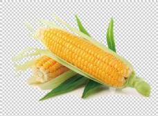 新鲜玉米免抠png透明图层素材