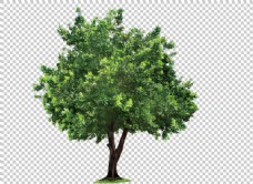 绿色绿化小树免抠png透明图层素材