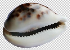带锯齿的贝壳免抠png透明图层素材