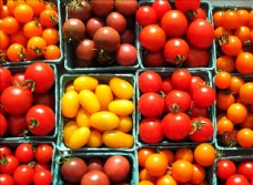 各种 小番茄 小西红柿