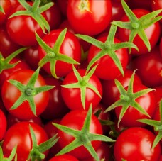 小西红柿小番茄