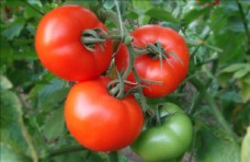 番茄 西红柿