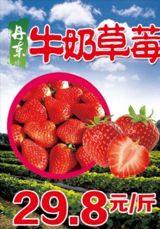 丹东牛奶草莓A4