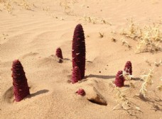 沙漠植物锁阳